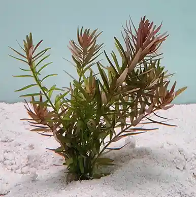 Rotala rotundifolia - FFP