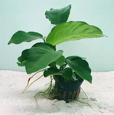 Anubias barteri - jermack