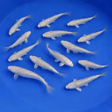 Sakazume Ginrin Platinum Ogon 4-6" Pond Pack