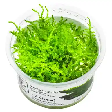 Vesicularia dubyana 'Christmas' 1-2-Grow!