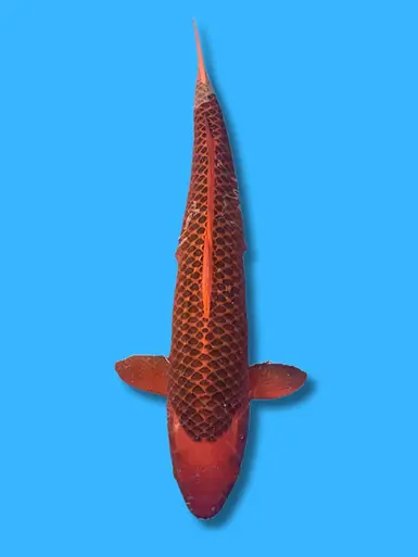 75cm Japanese Imported Aka Matsuba - Maruhiro - ICF1 - 8