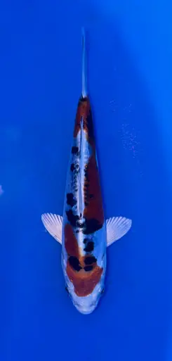 14cm Japanese Imported Beni Kikokuryu - Koshiji - ICF10 - 17