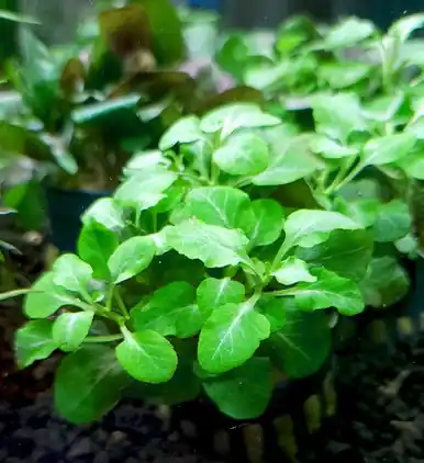 Lobelia cardinalis 'Wavy' - UNS