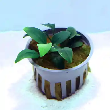 Anubias barteri 'Nana petite' - jermack