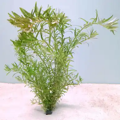 Rotala rotundifolia 'Green' - jermack