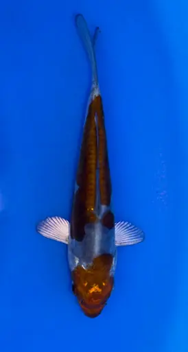 14cm Japanese Imported Doitsu Ochiba - Koshiji - ICF7 - 20
