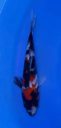 18cm Japanese Imported Showa - Koshiji - ICF10 - 6