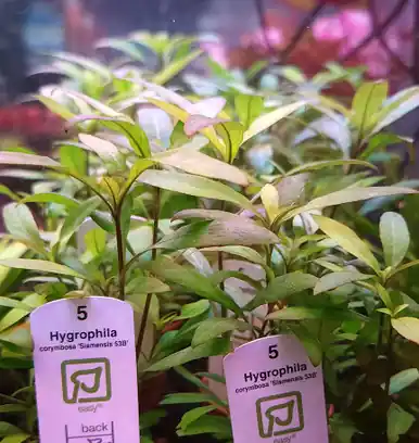 Hygrophila corymbosa 'Siamensis 53B' (Tropica)