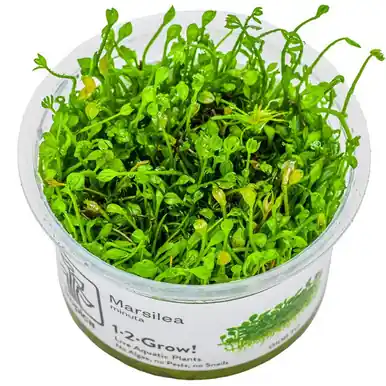 Marsilea minuta 1-2-Grow!