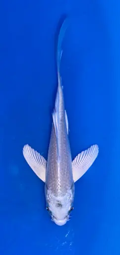 13cm Japanese Imported Platinum Butterfly - Suda - ICF10 - 38