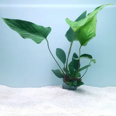 Anubias hastifolia - jermack