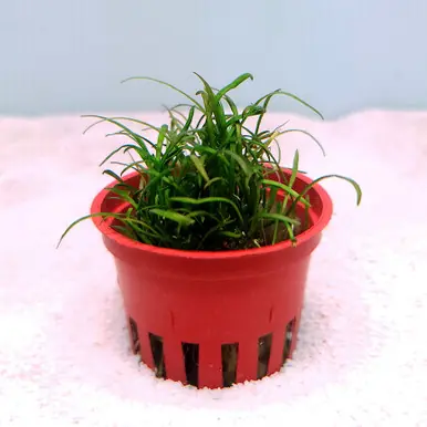 Micro Sword (Lilaeopsis brasiliensis) - FFP