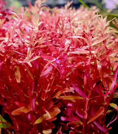 Rotala rotundifolia 'Orange Juice' - UNS