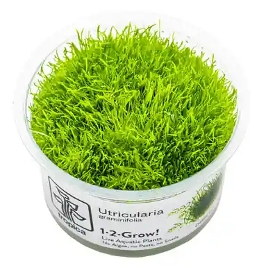 Utricularia graminifolia 1-2-Grow!