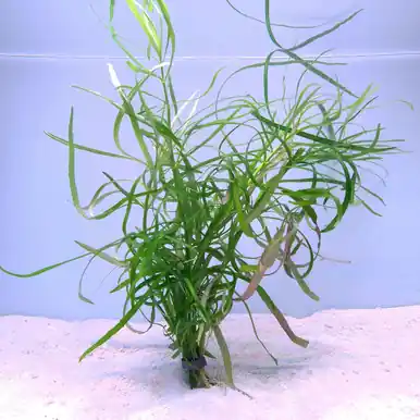 Pogostemon quadrifolius - jermack