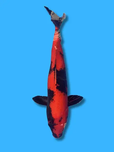 72cm Japanese Imported Hi Utsuri - Marusei - ICF1 - 15