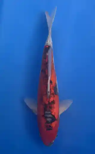 32cm Japanese Imported Doitsu Goshiki- Aokiya - QT9 - 27