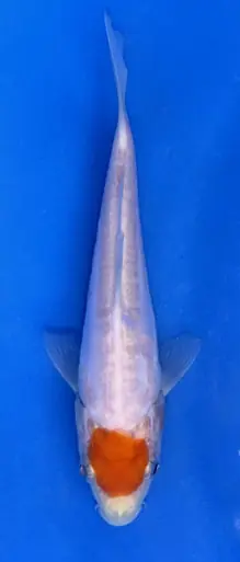 14cm Japanese Imported Doitsu Tancho Kohaku - Koshiji - ICF10 - 1
