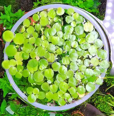 Floating Plant Ring 6.5" (Medium) - jermack