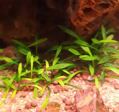 Cryptocoryne parva - FFP