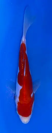 15cm Japanese Imported Doitsu Kohaku - Koshiji - ICF10 - 28