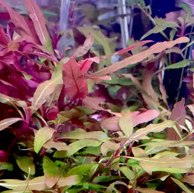 Staurogyne sp. Bihar - UNS