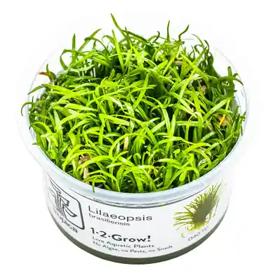 Lilaeopsis brasiliensis 1-2-Grow!