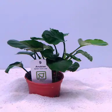 Anubias barteri 'coin leaf' (Tropica)