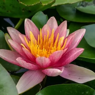 Hardy Lily - COMANCHE