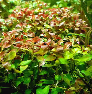 Ludwigia ovalis - jermack