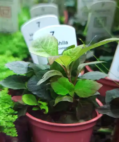 Hygrophila corymbosa 'Compact' (Tropica)
