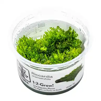 Riccardia chamedryfolia 1-2-Grow!