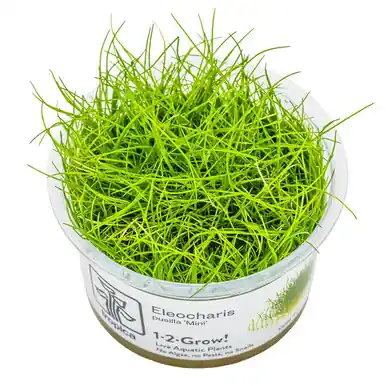 Eleocharis pusilla 1-2-Grow!