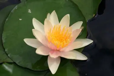 Hardy Lily - PAUL HARIOT
