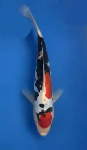 25cm Japanese Imported Doitsu Sanke - Aokiya - QT9 - 44