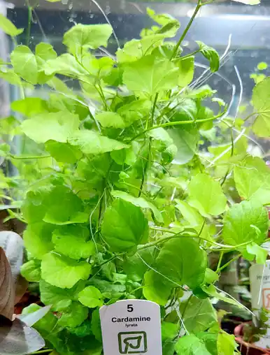 Cardamine lyrata (Tropica)