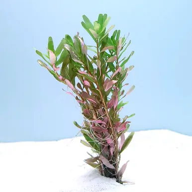 Rotala colorata - FFP