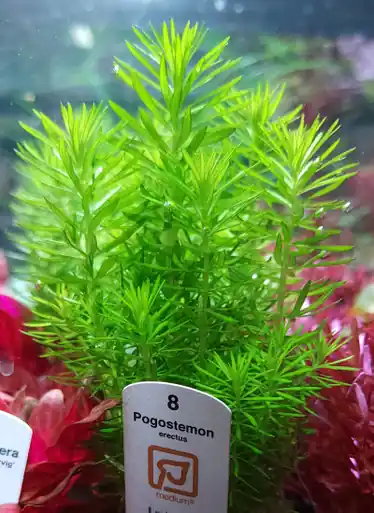 Pogostemon erectus (Tropica)