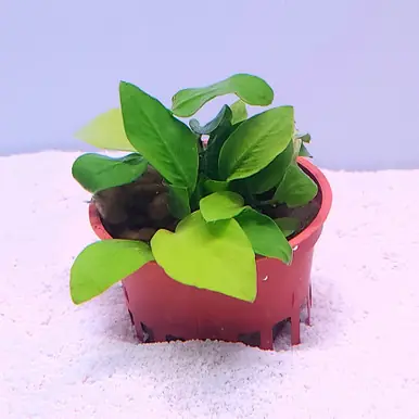 Anubias barteri 'Nana Golden' - jermack