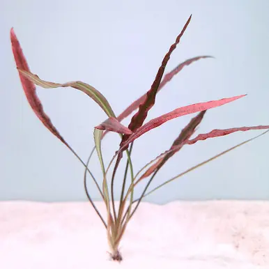 Cryptocoryne spiralis red 'Tiger' - jermack