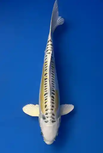 29cm Japanese Imported Yellow Dragon- Aokiya - QT9 - 14