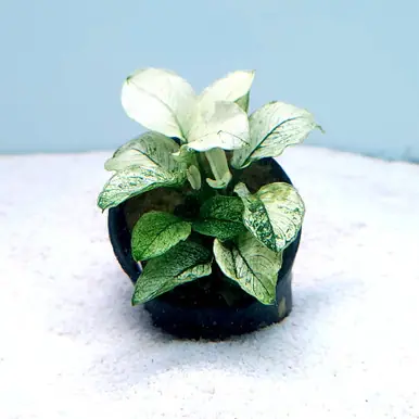 Anubias barteri nana 'Pinto' - UNS
