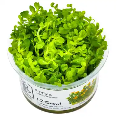 Rotala indica 'Bonsai' 1-2-Grow!