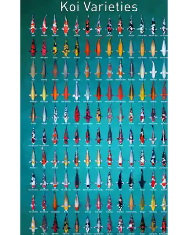 Koi Variety Poster - FFP