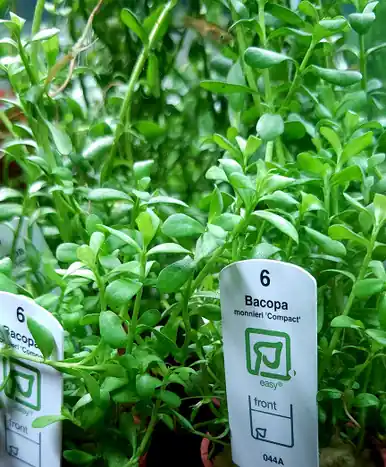 Bacopa monneiri 'Compact' (Tropica)