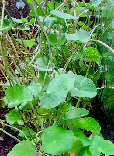 Hydrocotyle verticillata - UNS