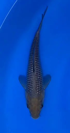 16cm Japanese Imported Pearlscale Soragoi - Koshiji - ICF7 - 8