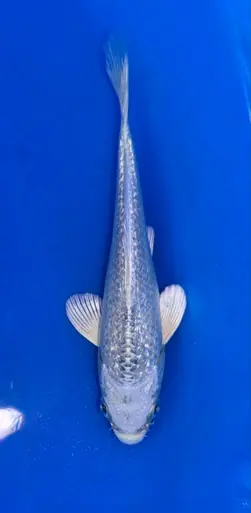 13cm Japanese Imported Ginrin Platinum Ogon - Sakazume - ICF10 - 39