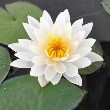 Hardy Water Lily (White) - FFP