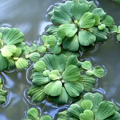 Water Lettuce - FFP